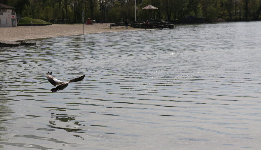 Un oiseau vole sur les rives du Baggersee, 2023