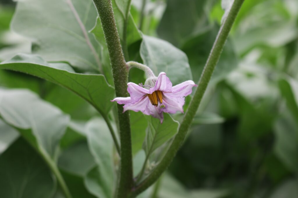 Une fleur d'aubergine pousse dans les serres de l'Ilot de la Meinau
